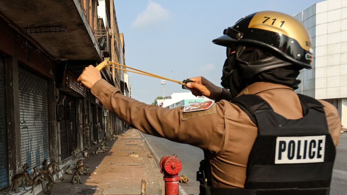 Thajští policisté vyfasovali pro boj s drzými opicemi praky. Uspávací šipky se neosvědčily